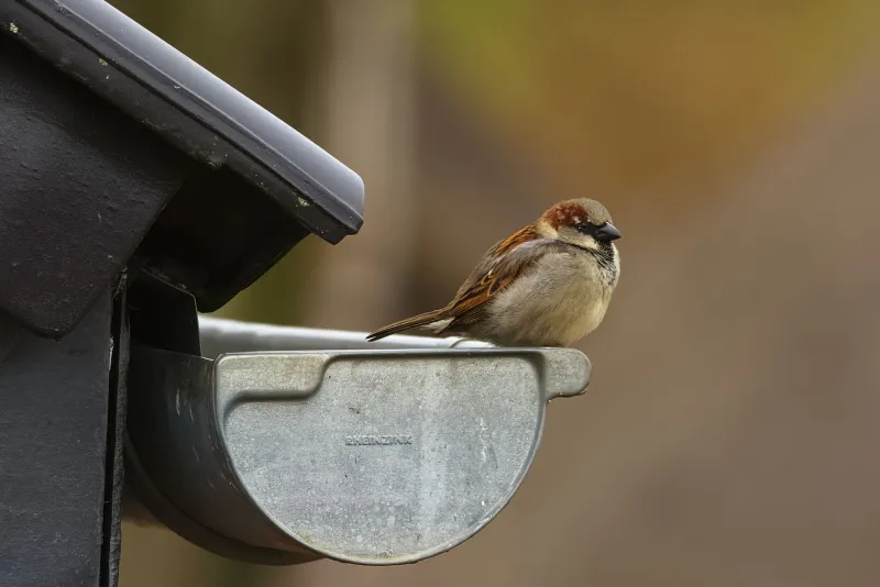 Gutter Guards: The $2,000 Fix That Might Not Fix Anything
